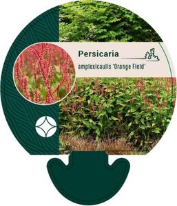 Persicaria a. 'Orangofield' geen maat specificatie 0,55L/P9cm - image 1