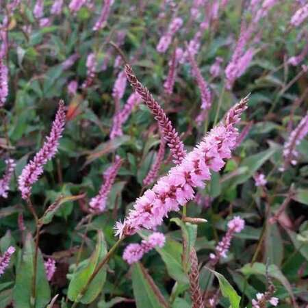 Persicaria a. 'Pink Elephant' geen maat specificatie 0,55L/P9cm - afbeelding 3