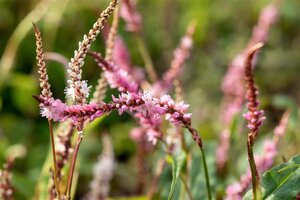 Persicaria a. 'Pink Elephant' geen maat specificatie 0,55L/P9cm - afbeelding 1