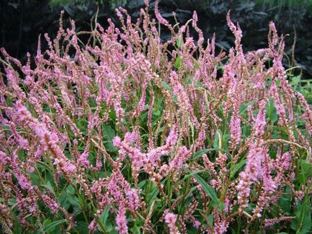 Persicaria a. 'Pink Elephant' geen maat specificatie 0,55L/P9cm - afbeelding 4