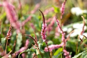 Persicaria a. 'Pink Elephant' geen maat specificatie 0,55L/P9cm - afbeelding 2