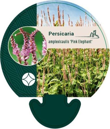 Persicaria a. 'Pink Elephant' geen maat specificatie 0,55L/P9cm - afbeelding 5