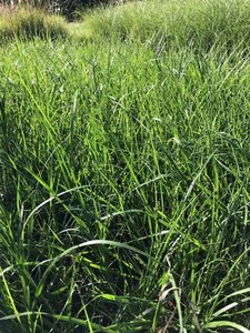 Pennisetum al. 'Paul's Giant' geen maat specificatie 0,55L/P9cm - afbeelding 1