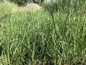 Pennisetum al. 'Paul's Giant' geen maat specificatie 0,55L/P9cm - afbeelding 2