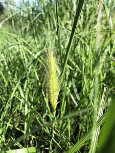 Pennisetum al. 'Paul's Giant' geen maat specificatie 0,55L/P9cm - afbeelding 3