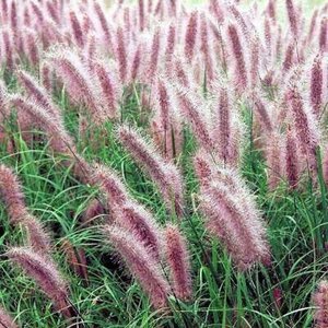 Pennisetum al. 'Redhead' geen maat specificatie 0,55L/P9cm - afbeelding 4