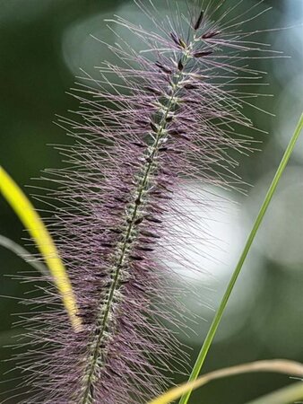 Pennisetum al. 'Redhead' geen maat specificatie 0,55L/P9cm - afbeelding 2