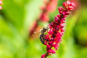 Persicaria a. 'Speciosa' = Firetail geen maat specificatie 0,55L/P9cm - afbeelding 1