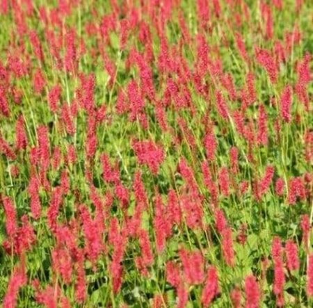 Persicaria a. 'Speciosa' = Firetail geen maat specificatie 0,55L/P9cm - afbeelding 5