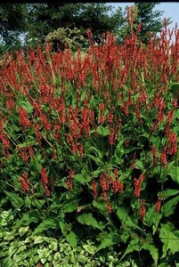 Persicaria a. 'Speciosa' = Firetail geen maat specificatie 0,55L/P9cm - afbeelding 4