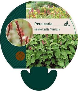 Persicaria a. 'Speciosa' = Firetail geen maat specificatie 0,55L/P9cm - afbeelding 6