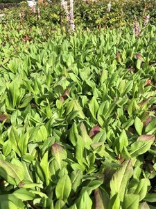 Persicaria aff. 'Superba' geen maat specificatie 0,55L/P9cm - afbeelding 1