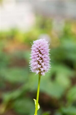 Persicaria aff. 'Superba' geen maat specificatie 0,55L/P9cm - afbeelding 9