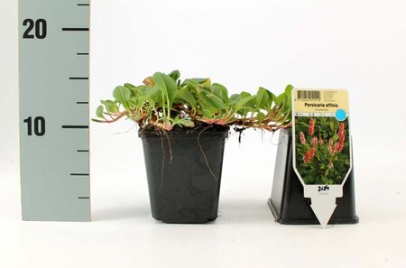 Persicaria aff. 'Superba' geen maat specificatie 0,55L/P9cm - afbeelding 3