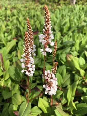 Persicaria aff. 'Superba' geen maat specificatie 0,55L/P9cm - afbeelding 8