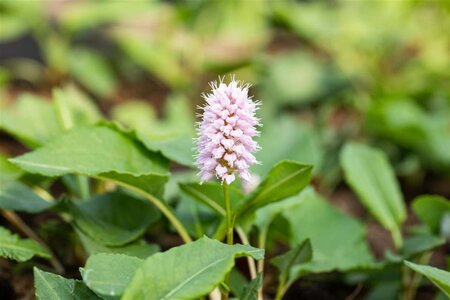 Persicaria aff. 'Superba' geen maat specificatie 0,55L/P9cm - afbeelding 7