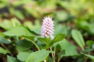 Persicaria aff. 'Superba' geen maat specificatie 0,55L/P9cm - afbeelding 7