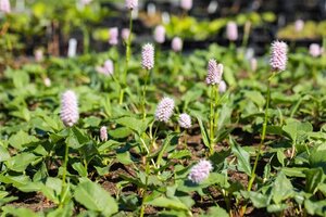 Persicaria aff. 'Superba' geen maat specificatie 0,55L/P9cm - afbeelding 6