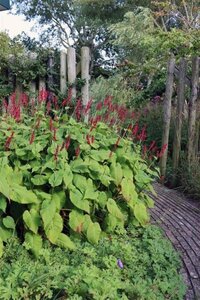 Persicaria a. 'Taurus' geen maat specificatie 0,55L/P9cm - afbeelding 4