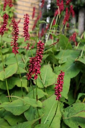 Persicaria a. 'Taurus' geen maat specificatie 0,55L/P9cm - afbeelding 5