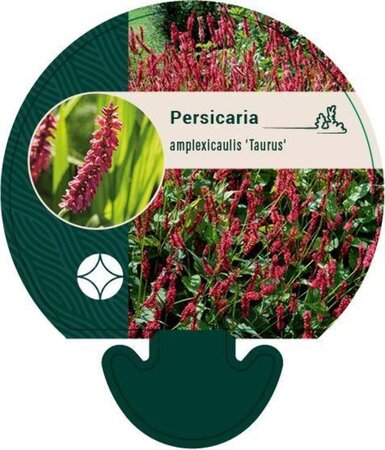 Persicaria a. 'Taurus' geen maat specificatie 0,55L/P9cm - afbeelding 3