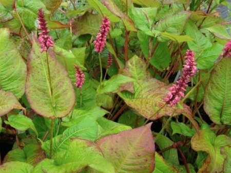 Persicaria a. 'Taurus' geen maat specificatie 0,55L/P9cm - afbeelding 1