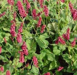 Persicaria a. 'Taurus' geen maat specificatie 0,55L/P9cm - afbeelding 6