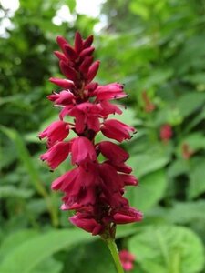 Persicaria a. 'Taurus' geen maat specificatie 0,55L/P9cm - afbeelding 2