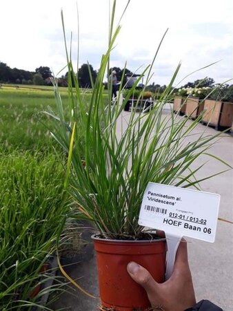 Pennisetum alopecuroides viridesc. geen maat specificatie 0,55L/P9cm - afbeelding 3