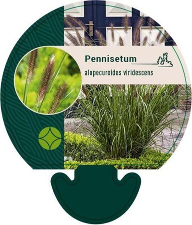 Pennisetum alopecuroides viridesc. geen maat specificatie 0,55L/P9cm - afbeelding 8