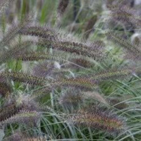 Pennisetum alopecuroides viridesc. geen maat specificatie 0,55L/P9cm - afbeelding 2