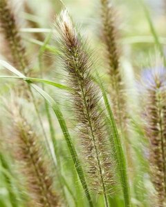 Pennisetum alopecuroides viridesc. geen maat specificatie 0,55L/P9cm - afbeelding 5