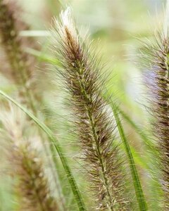 Pennisetum alopecuroides viridesc. geen maat specificatie 0,55L/P9cm - afbeelding 6