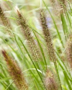 Pennisetum alopecuroides viridesc. geen maat specificatie 0,55L/P9cm - afbeelding 7