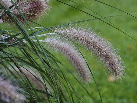 Pennisetum alopecuroides viridesc. geen maat specificatie 0,55L/P9cm - afbeelding 1