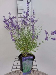 Perovskia 'Blue Spire' 40-60 cm cont. 3,0L - afbeelding 2