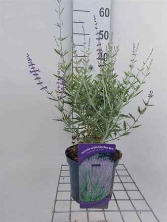 Perovskia 'Blue Spire' 40-60 cm cont. 3,0L - afbeelding 1