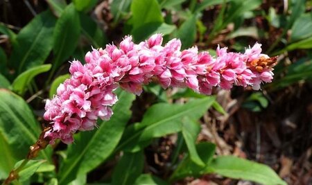 Persicaria bistorta 'Superba' geen maat specificatie 0,55L/P9cm - afbeelding 1