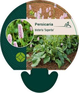 Persicaria bistorta 'Superba' geen maat specificatie 0,55L/P9cm - afbeelding 4