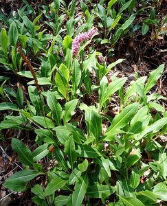 Persicaria bistorta 'Superba' geen maat specificatie 0,55L/P9cm - afbeelding 2