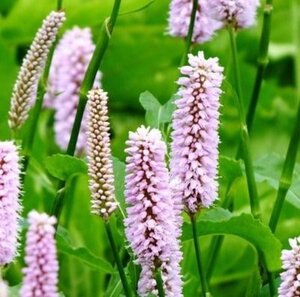 Persicaria bistorta 'Superba' geen maat specificatie 0,55L/P9cm - afbeelding 3