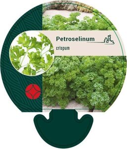 Petroselinum crispum geen maat specificatie 0,55L/P9cm - afbeelding 4