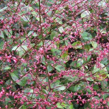 Persicaria filiformis geen maat specificatie 0,55L/P9cm