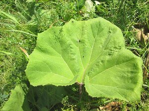 Petasites hybridus geen maat specificatie 0,55L/P9cm - afbeelding 2