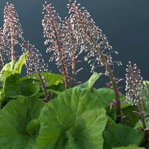 Petasites hybridus geen maat specificatie 0,55L/P9cm - afbeelding 5