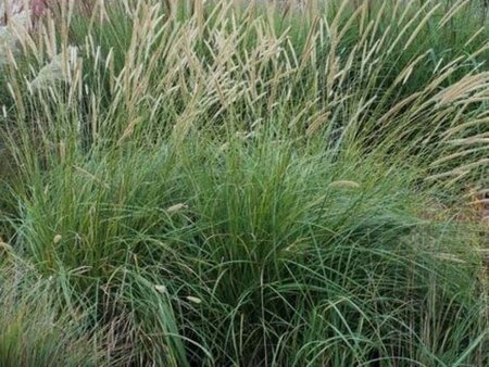 Pennisetum macrourum geen maat specificatie 0,55L/P9cm - afbeelding 2