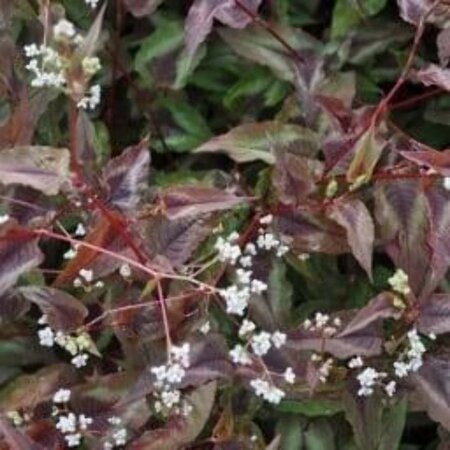 Persicaria micr. 'Red Dragon' geen maat specificatie 0,55L/P9cm - afbeelding 2