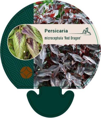 Persicaria micr. 'Red Dragon' geen maat specificatie 0,55L/P9cm - afbeelding 1