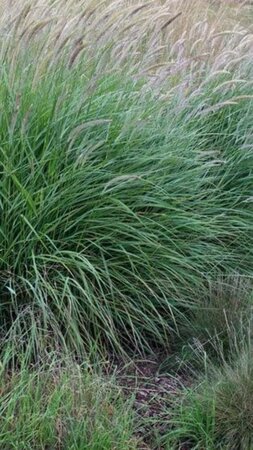 Pennisetum or. 'Fairy Tails' geen maat specificatie 0,55L/P9cm