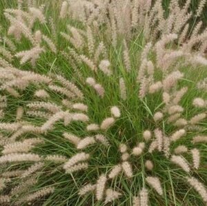 Pennisetum orientale geen maat specificatie 0,55L/P9cm - afbeelding 3